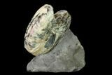 Ammonite (Hoploscaphites) - South Dakota #155433-2